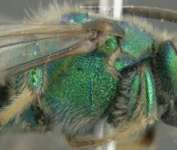 Media type: image;   Entomology 610252 Aspect: thorax lateral